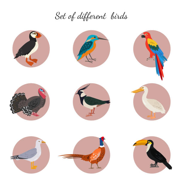 ilustraciones, imágenes clip art, dibujos animados e iconos de stock de conjunto de aves sobre fondo blanco. - lapwing