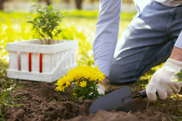 istock Nice hard working man planting flowers 964786286