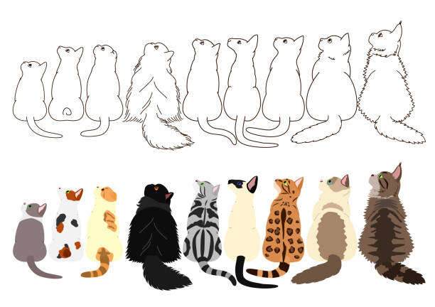 ilustraciones, imágenes clip art, dibujos animados e iconos de stock de gatos mirando hacia un lado en una fila - bengals