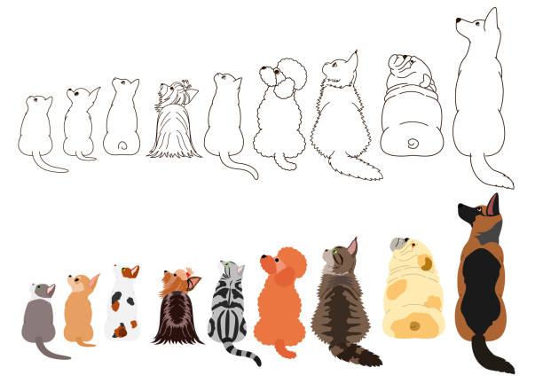 ilustraciones, imágenes clip art, dibujos animados e iconos de stock de perros y gatos mirando hacia un lado en una fila - dog sitting