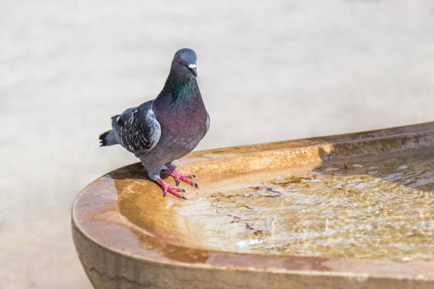 istock Pigeon drinking water from the fountain. 964789404