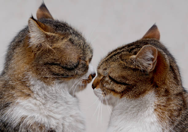 istock Couple of two loving cats rub each others 964792456