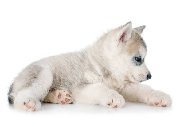 istock puppy siberian husky 964793430