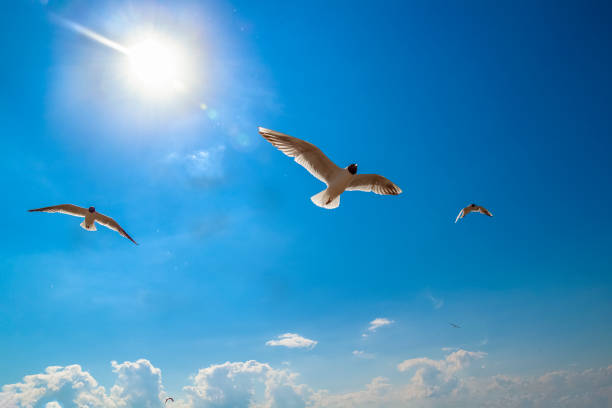 istock Seagulls against a blue sky and white clouds 964793954