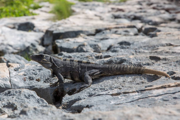 istock Iguana in Tulum ruins 964799942
