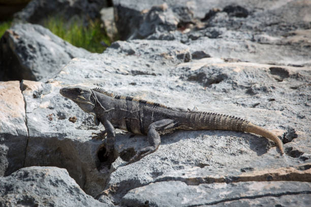 istock Iguana in Tulum ruins 964799946