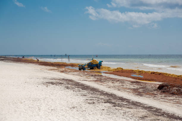 Mexicans pick up Sargassum algae Sargasso seaweed problem on caribbean beach sargassum stock pictures, royalty-free photos & images