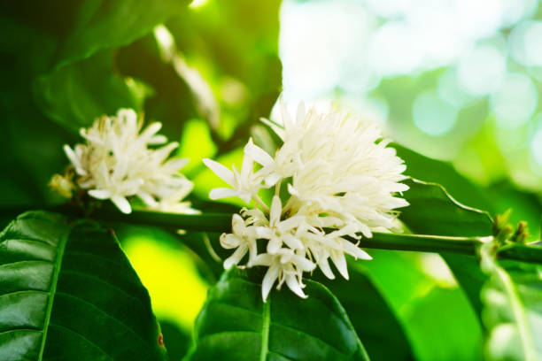 istock Coffee flower blossom on green tree branch. 964800672