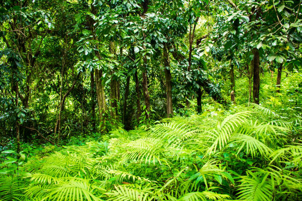 istock Thailand rainforest with big trees in the Koh Samui Island 964812250