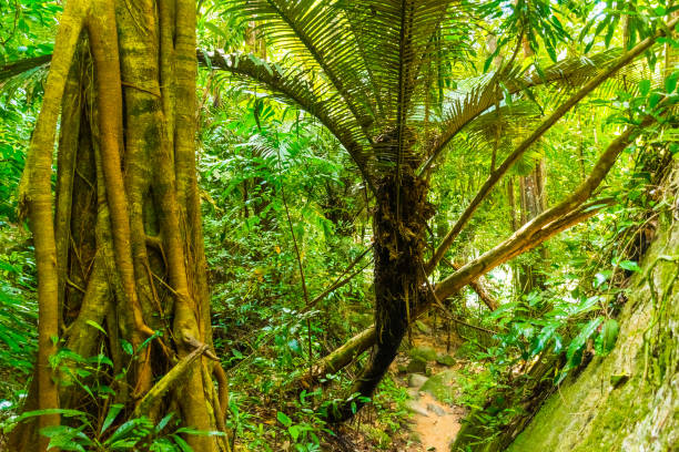 istock Thailand rainforest with big trees in the Koh Samui Island 964812996