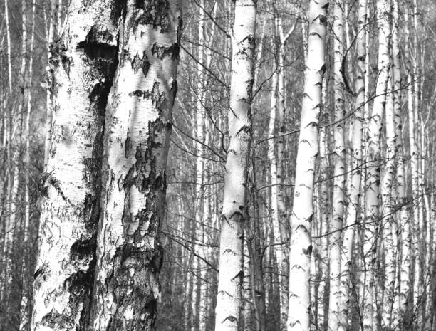 istock black-and-white photo with white birches with birch bark 964815928