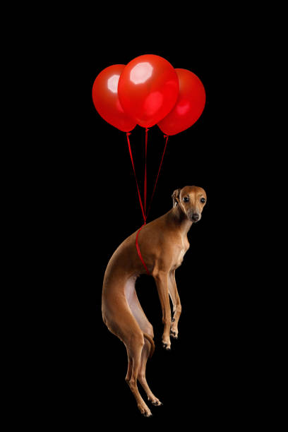 Surprised Italian Greyhound Dog Hangs in Air as Gift on Balloon, Looking in Camera on Black isolated background