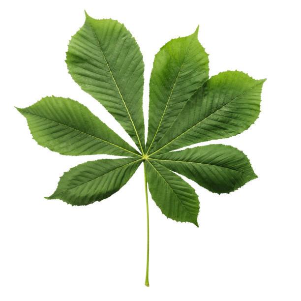 istock leaves of chestnut isolated on white background. 964820472