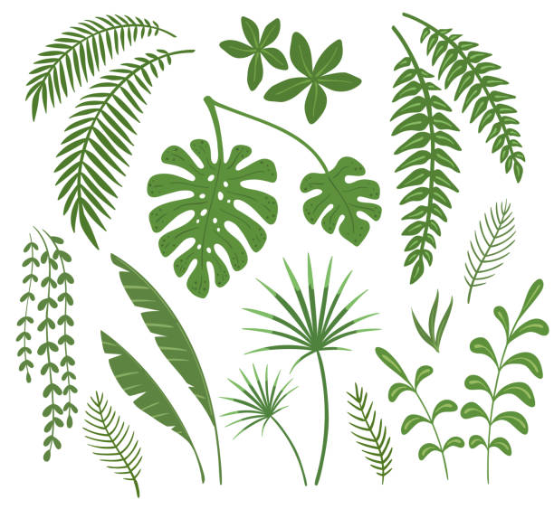 ilustraciones, imágenes clip art, dibujos animados e iconos de stock de conjunto de hojas de plantas tropicales. ilustración de vector. - amazonia