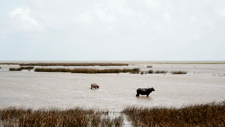 ฺBuffalo in the water.