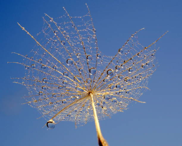 istock Close-Up of water drops on plant 964828980