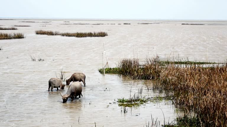 ฺBuffalo in the water.