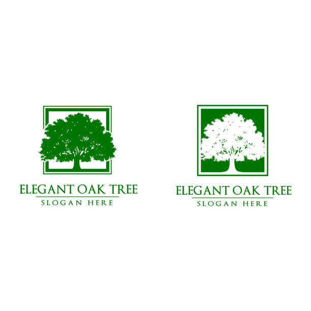 ilustrações, clipart, desenhos animados e ícones de eder carvalho árvore vector design - oak tree