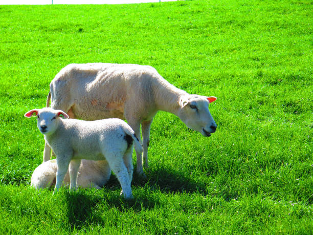 istock Spring lambs and sheep on grass cover dike 964832454