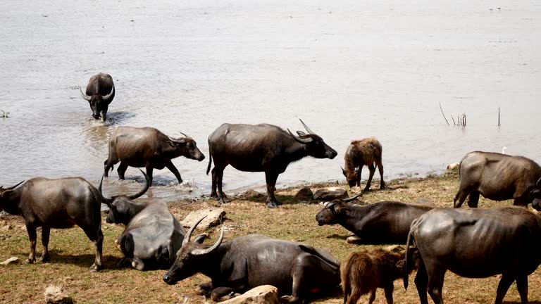 ฺBuffalo in the water.