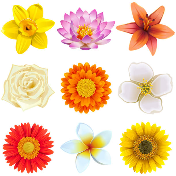 ilustrações de stock, clip art, desenhos animados e ícones de vector flower icons set 2 - water lily pink yellow