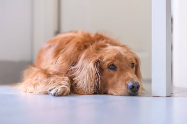 istock Cute golden retriever on the ground 964842736