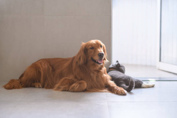 istock British short hair cat and golden retriever 964842764