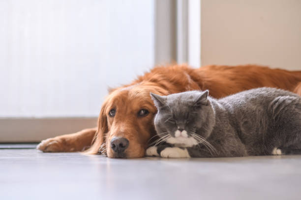 istock British short hair cat and golden retriever 964842886
