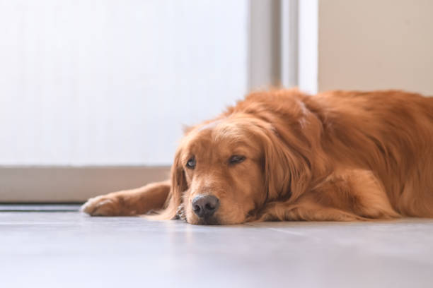 istock Cute golden retriever on the ground 964842910