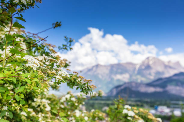 White flowers on mountains background in Alps. Switzerland