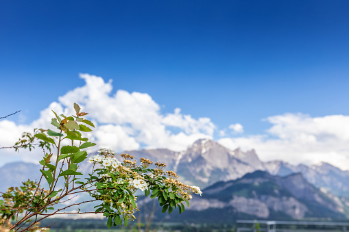 White flowers on mountains background in Alps. Switzerland