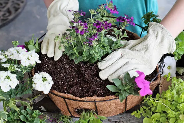 Demonstration of a young woman giving a tutorial on how to plant a hanging basket or pot of flowers. Flowers include Verbena, Petunias, Creeping Jenny and Alyssum.