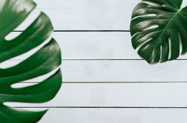 istock Monstera tropical leaves frame on white wooden planks background 964851572