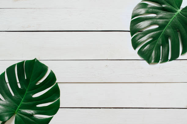 istock Monstera tropical leaves frame on white wooden planks background 964851574