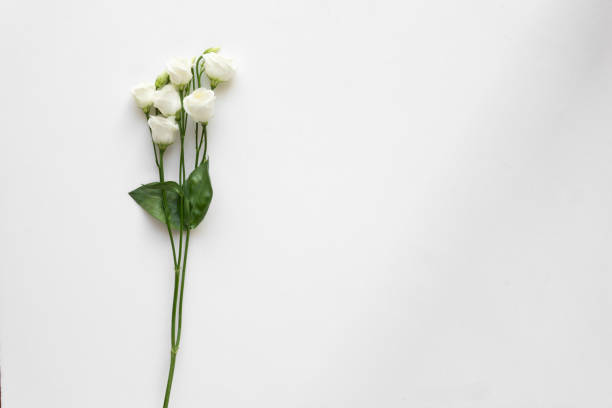 istock White beautiful roses on white marble. Top View. 964854278