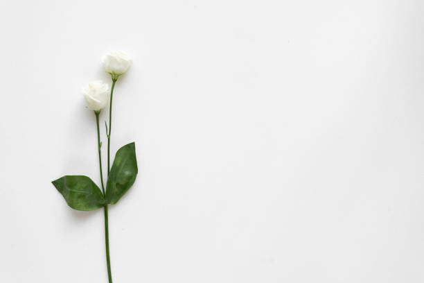 istock White beautiful roses on white marble. Top View. 964854622