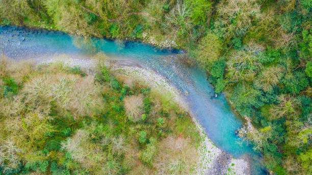 istock Drone view of Yew and Box-tree Grove, Sochi, Russia 964856224