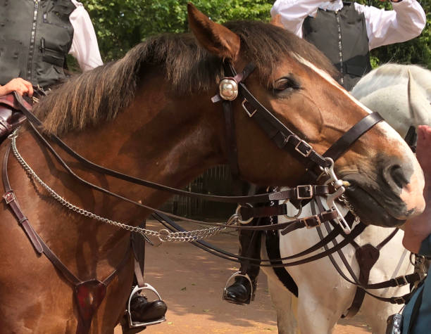 istock Hand touching horse nose 964858358