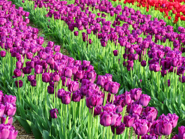 istock Rows of purple tulips in a field in spring 964867622