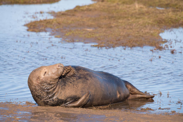 istock Grey Seal, Donna Nook, Lincolnshire, UK 964868252