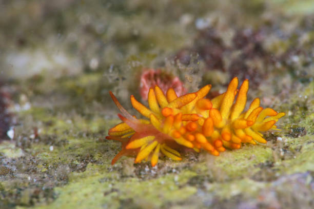 istock Phestilla melanobrachia, nudibranch, profile 964868504