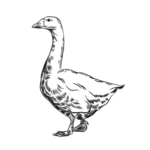 Vector illustration of Vector image of a goose