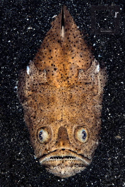 Whitemargin Stargazer Whitemargin Stargazer, Uranoscopus Suphureus, partially buried in black sand. Elevated view.
Underwater macro photography taken in Lembeh, Manado - Indonesia. stargazer fish stock pictures, royalty-free photos & images