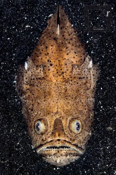 Whitemargin Stargazer, Uranoscopus Suphureus, partially buried in black sand. Elevated view.
Underwater macro photography taken in Lembeh, Manado - Indonesia.