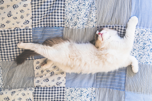 A cute bicolor ragdoll kitten stretching out on a patchwork quilt in blue colors.