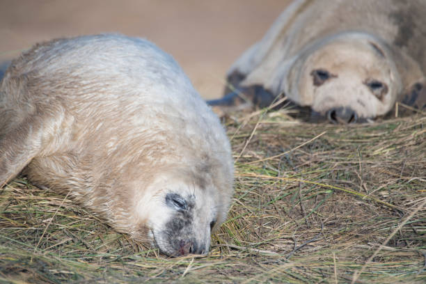 Grey Seal Pup, Donna Nook, Lincolnshire, UK