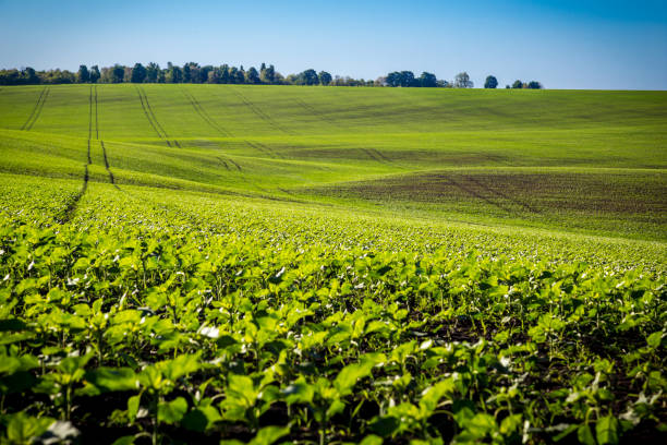 istock field with young green sunflower sprouts 964883416