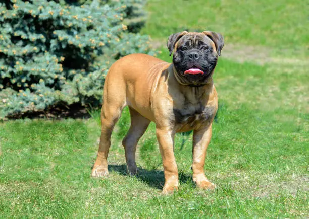 The Bullmastiff stands in the city park.