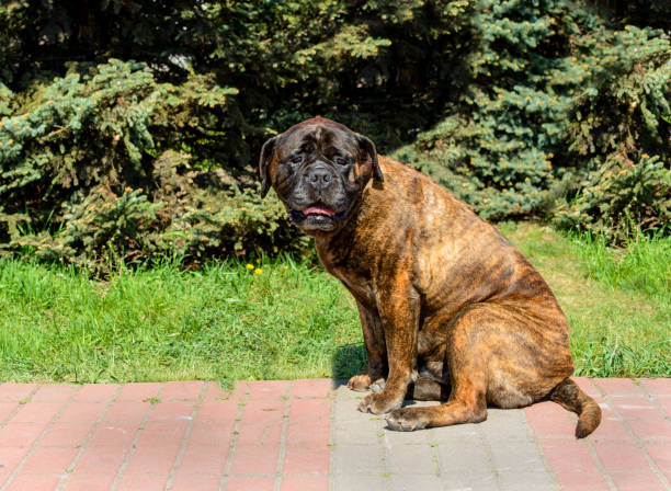 istock Bullmastiff puppy seats. 964884388