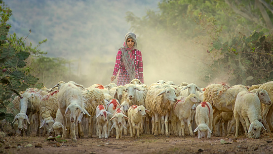 Female Shepherd and flock of sheep